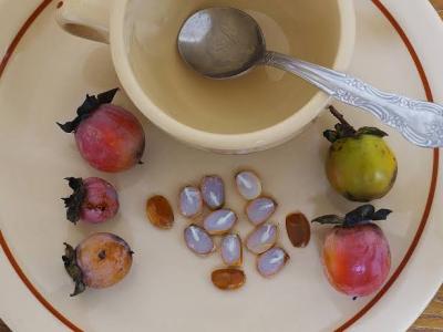 Persimmon spoons